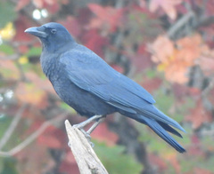 Corvus brachyrhynchos