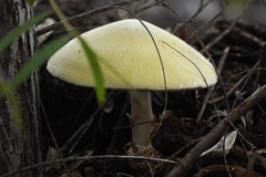 Volvariella bombycina flaviceps