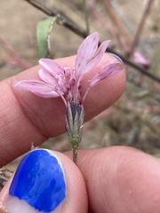 Palafoxia sphacelata