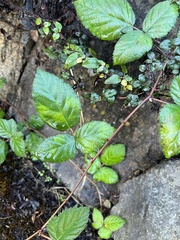 Rubus