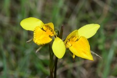 Diuris basaltica