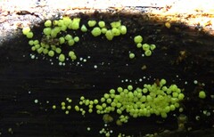 Trichoderma gelatinosum