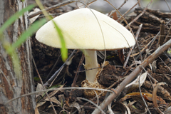 Volvariella bombycina flaviceps