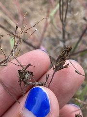 Palafoxia sphacelata