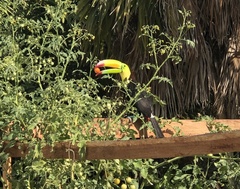 Ramphastos sulfuratus