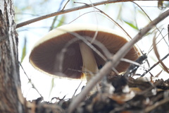 Volvariella bombycina flaviceps