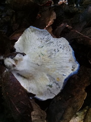 Hypomyces lateritius