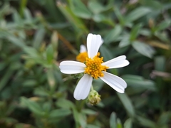 Bidens alba