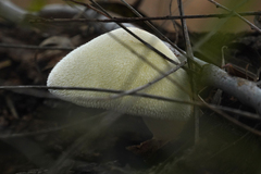 Volvariella bombycina flaviceps