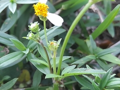 Bidens alba