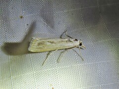 Parapediasia hulstellus