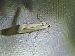 Parapediasia hulstellus