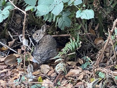 Sylvilagus floridanus