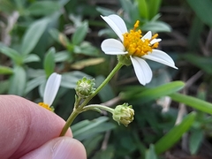 Bidens alba