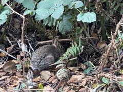 Sylvilagus floridanus