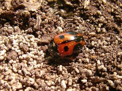 Diaperis maculata