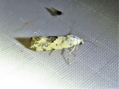 Ponometia libedis