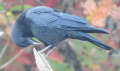 Corvus brachyrhynchos