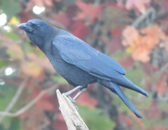 Corvus brachyrhynchos