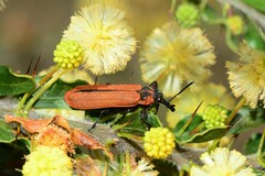 Rhinotia haemoptera
