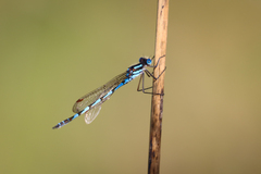Austrolestes annulosus