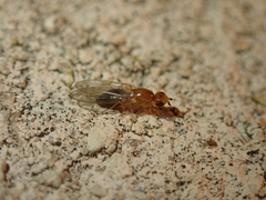 Chamaepsila unilineata