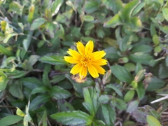 Sphagneticola trilobata