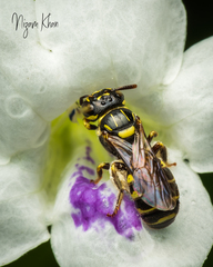 Ceratina collusor