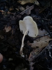 Lentinus flexipes