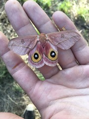 Automeris cecrops pamina
