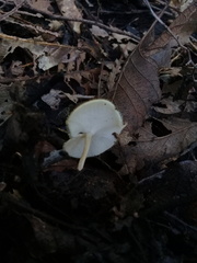 Lentinus flexipes