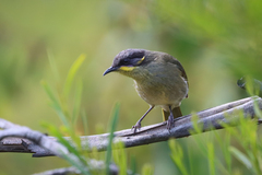 Lichenostomus cratitius cratitius