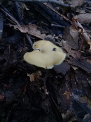 Lentinus flexipes