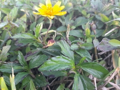 Sphagneticola trilobata