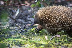 Tachyglossus aculeatus multiaculeatus