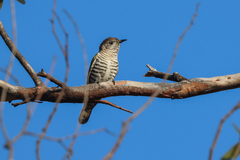 Chrysococcyx lucidus