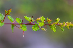 Acacia pulchella