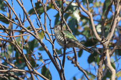 Chrysococcyx lucidus