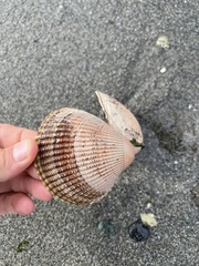 Clinocardium nuttallii