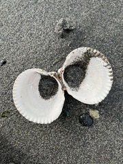 Clinocardium nuttallii