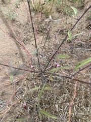 Palafoxia sphacelata