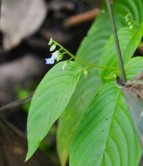 Rhynchoglossum