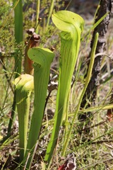 Sarracenia alata