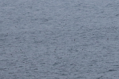 Ardenna tenuirostris