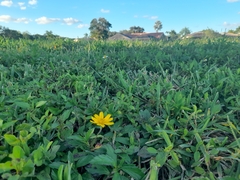 Sphagneticola trilobata