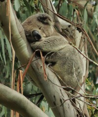 Phascolarctos cinereus victor