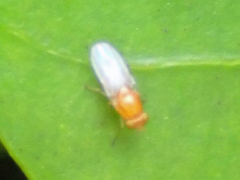 Chyromyidae