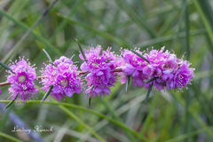 Hypocalymma robustum