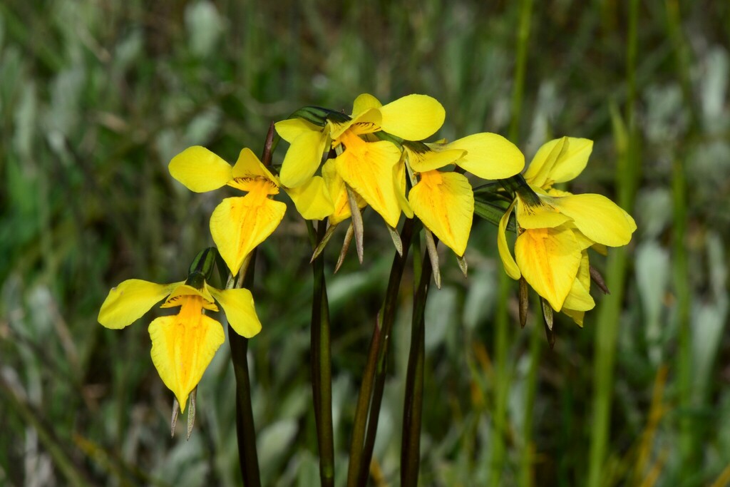 Diuris basaltica