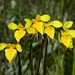 Diuris basaltica - Photo (c) Michael Keogh, some rights reserved (CC BY-NC-SA), uploaded by Michael Keogh